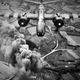 Illustration for article titled 27 Photos You Need To See On The 70th Anniversary Of D-Day
